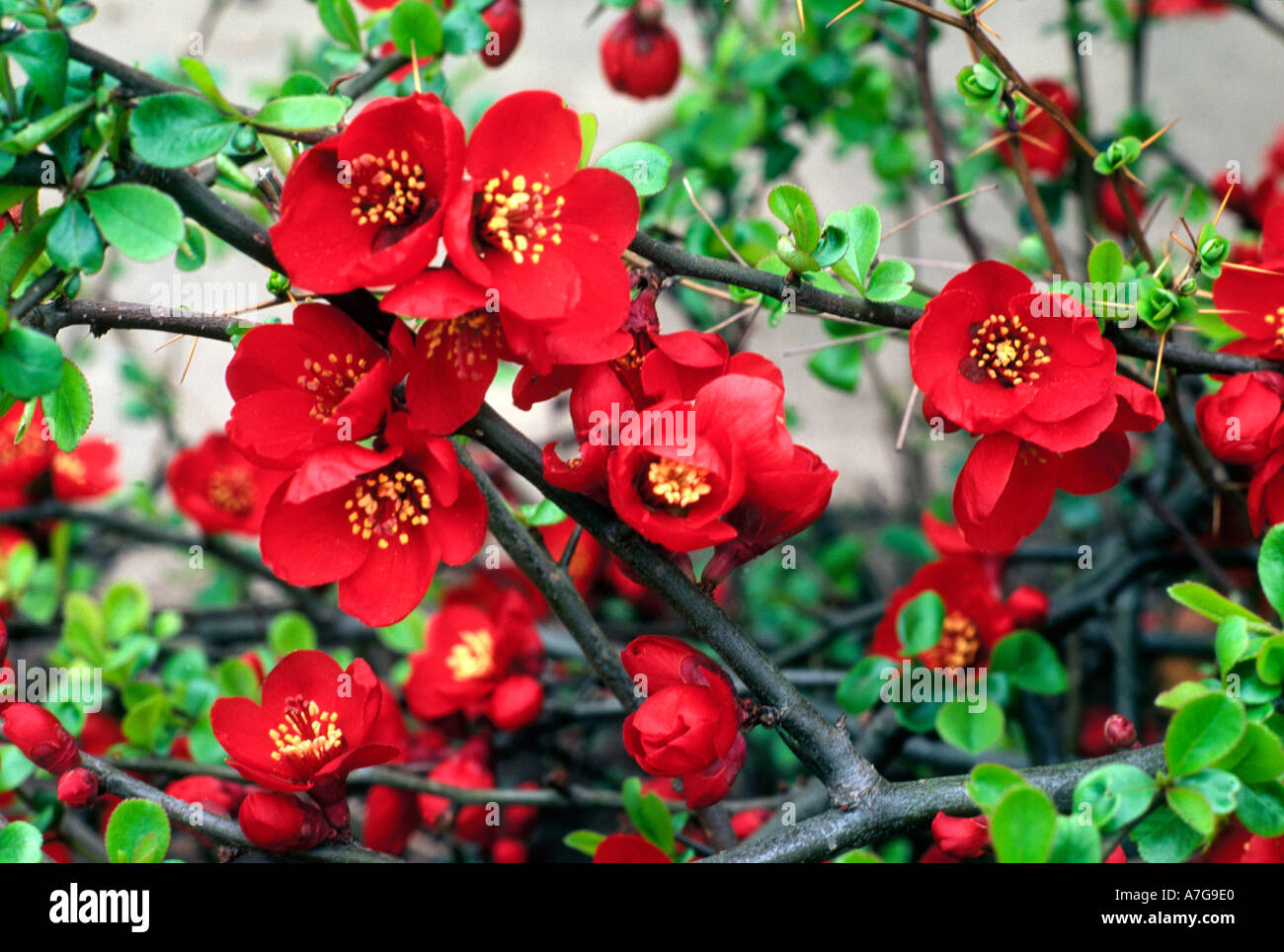 Chaenomeles X superba 'Crimson and Gold' AGM Quitte Japonica Frühling Blumen rote Blumen Garten japonicas Stockfoto