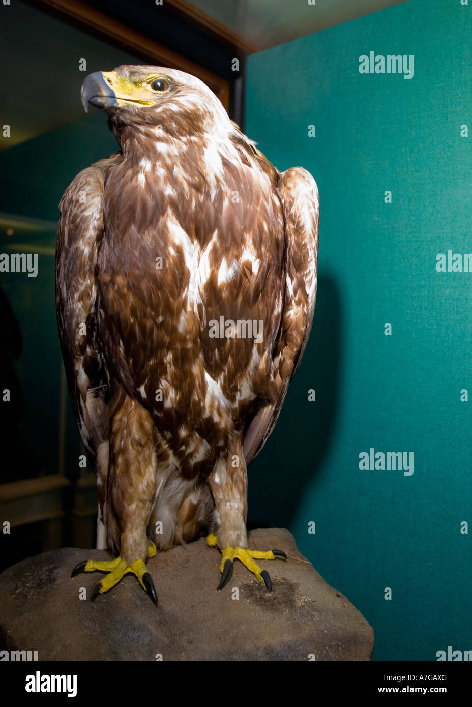 Gefüllte Steinadler, Bristol Museum, England Stockfoto