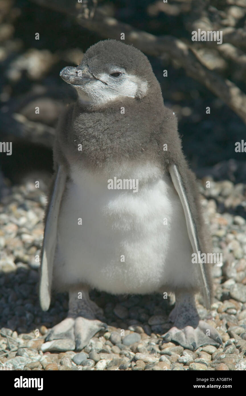 Ein Magellanic Penguin Küken außerhalb seiner Burrow in die Brutkolonie in Punta Tombo nr Trelew Patagonien Argentinien Stockfoto