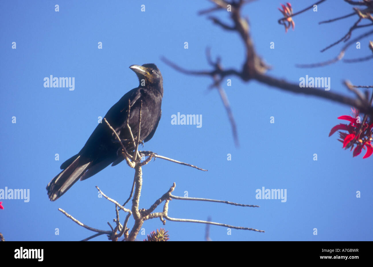 Large abgerechnet Krähe Corvus Macrorhynchos häufig in Südost-Asien, hier in Puerto Galera Mindoro Philippinen gesehen im Mittelpunkt Stockfoto