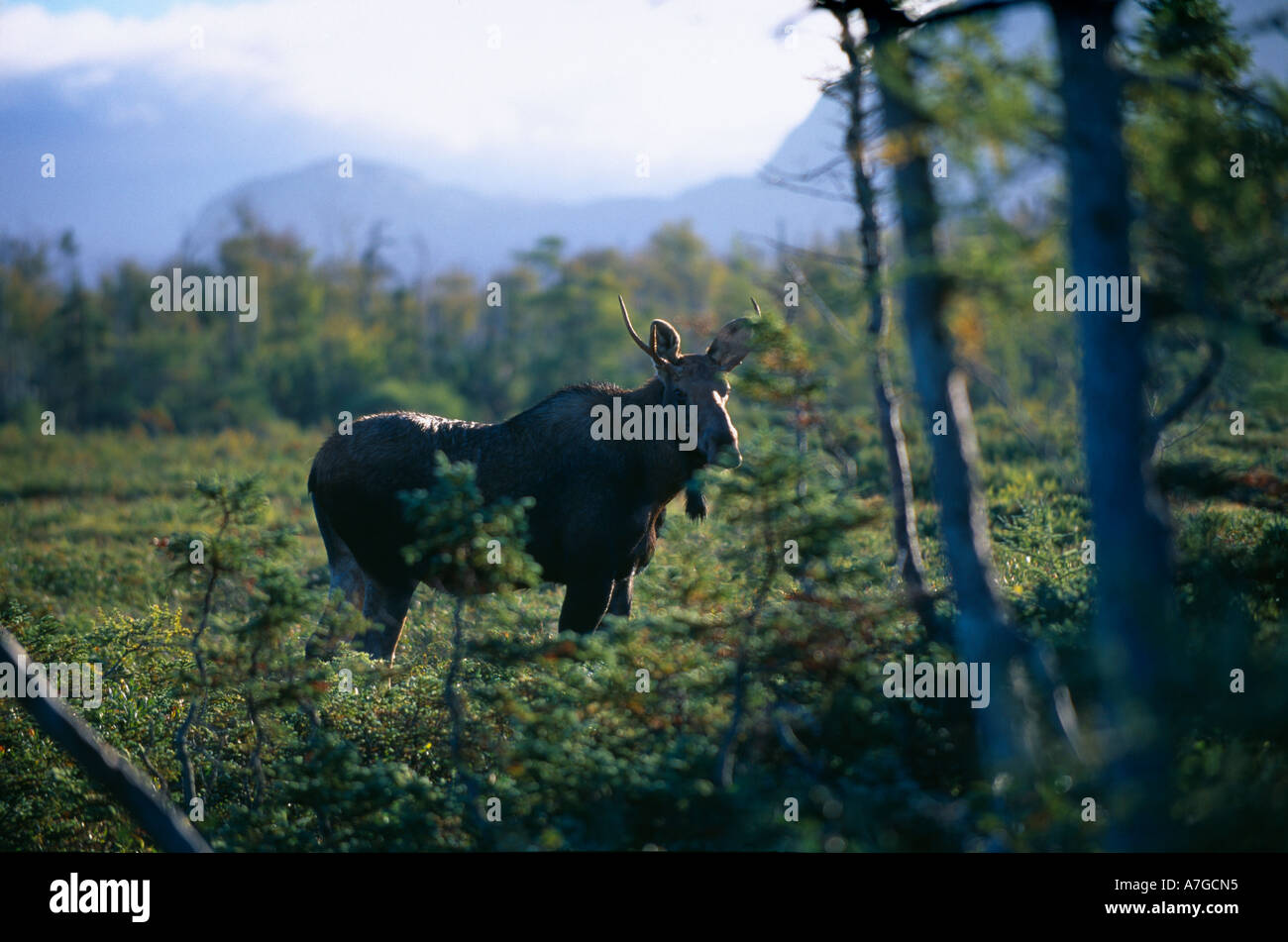Elch Gros Morne National Park Neufundland Kanada Stockfoto