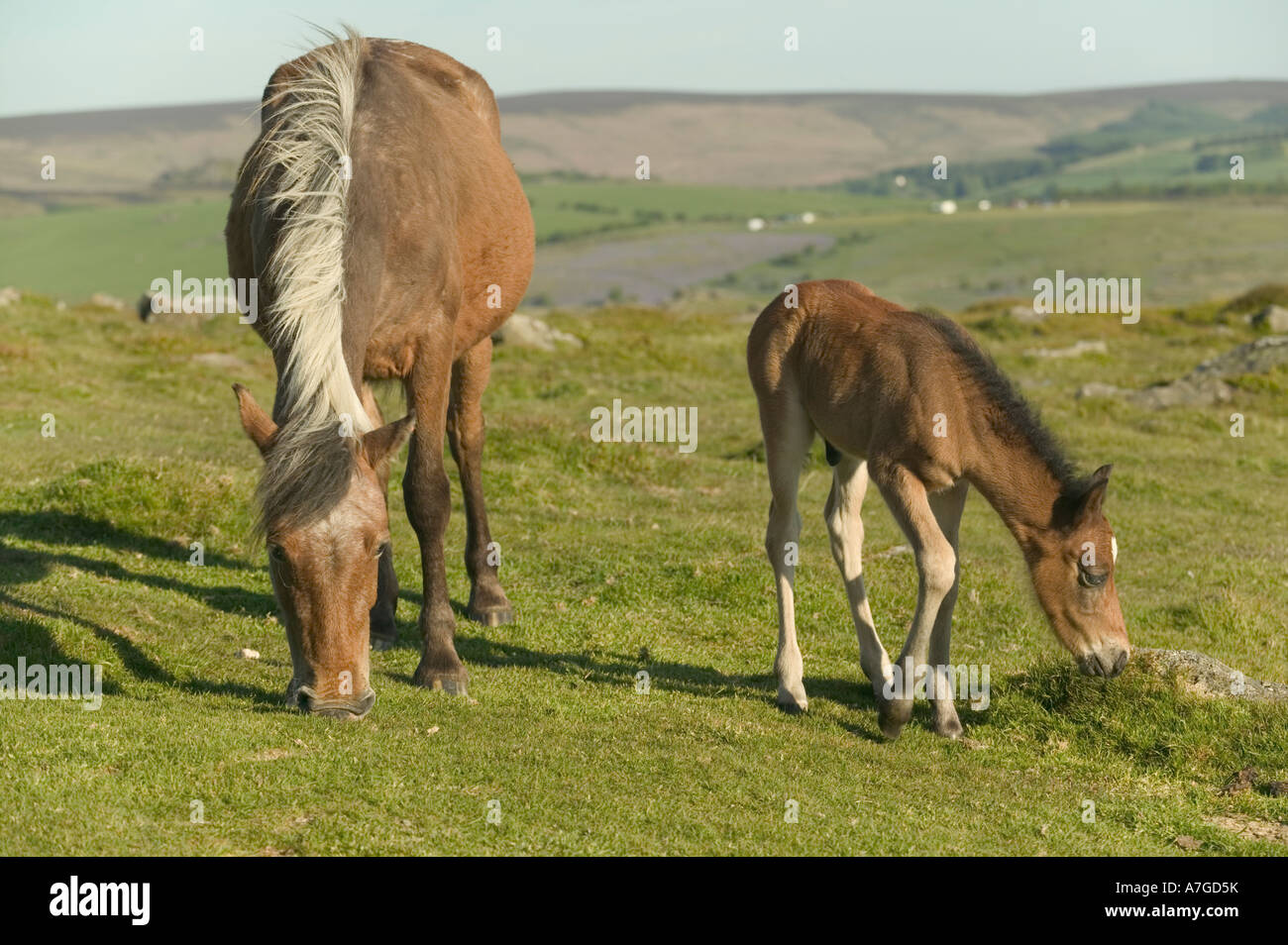 Ein Dartmoor Pony Stute mit ihren Fohlen Haytor Dartmoor National Park Devon Great Britain Stockfoto