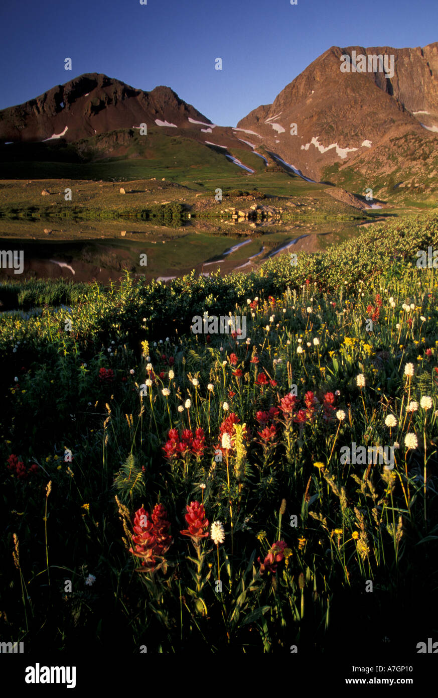 Nordamerika, USA, Colorado, Colorado State Forest, amerikanischen Seen, Wildblumen (Arnika, Rittersporn, Glockenblumen, Globeflower) Stockfoto