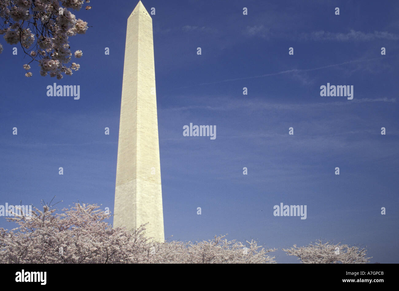 USA, Washington DC. Cherry Blossom Festival und das Washington Monument, 1886 Stockfoto