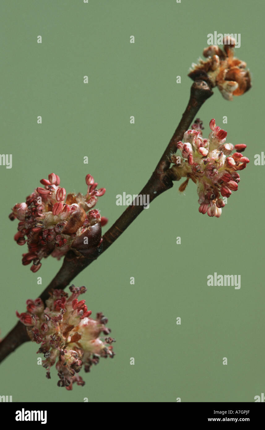Englische Ulme Blumen im Frühling Ulmus procera Stockfoto