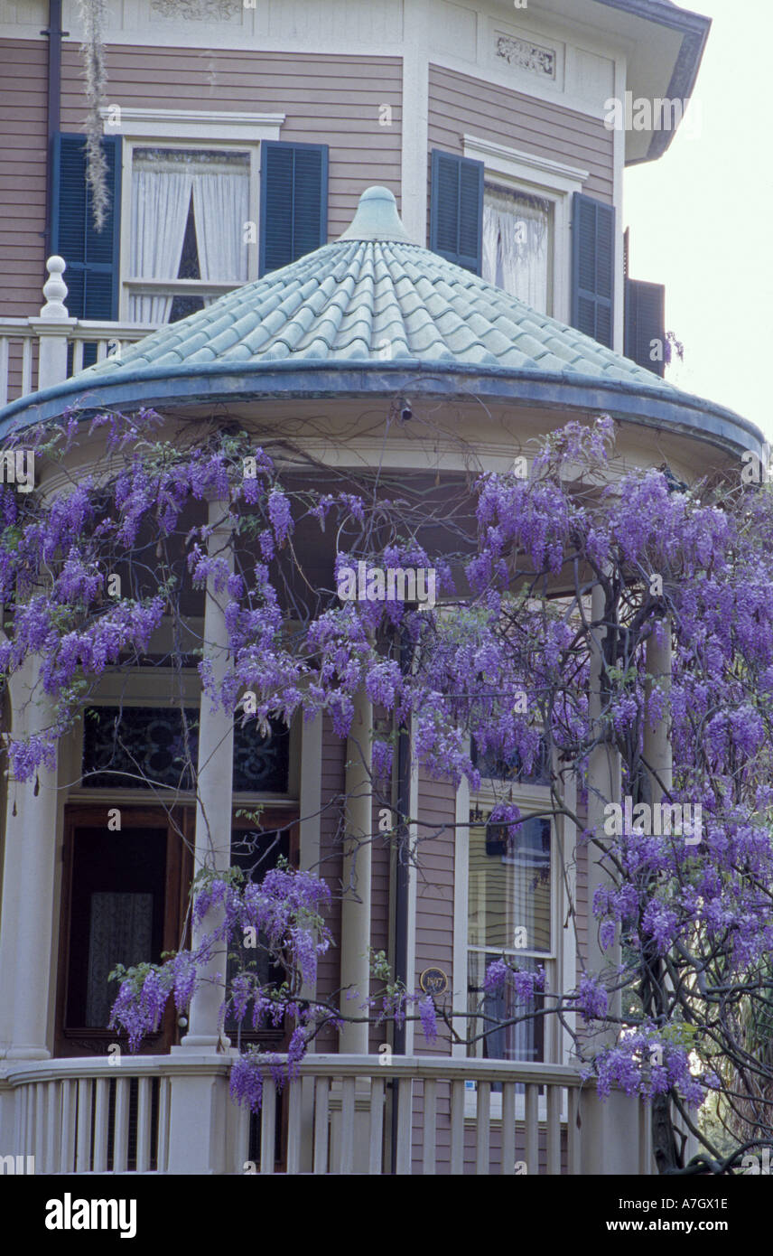 N.a. USA, Georgia, Savannah.  Glyzinien am Pavillon. Stockfoto