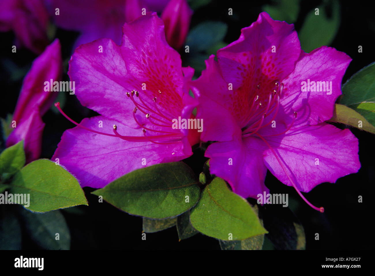 N.a. USA, Georgia, Savannah.  Azaleen blühen. Stockfoto