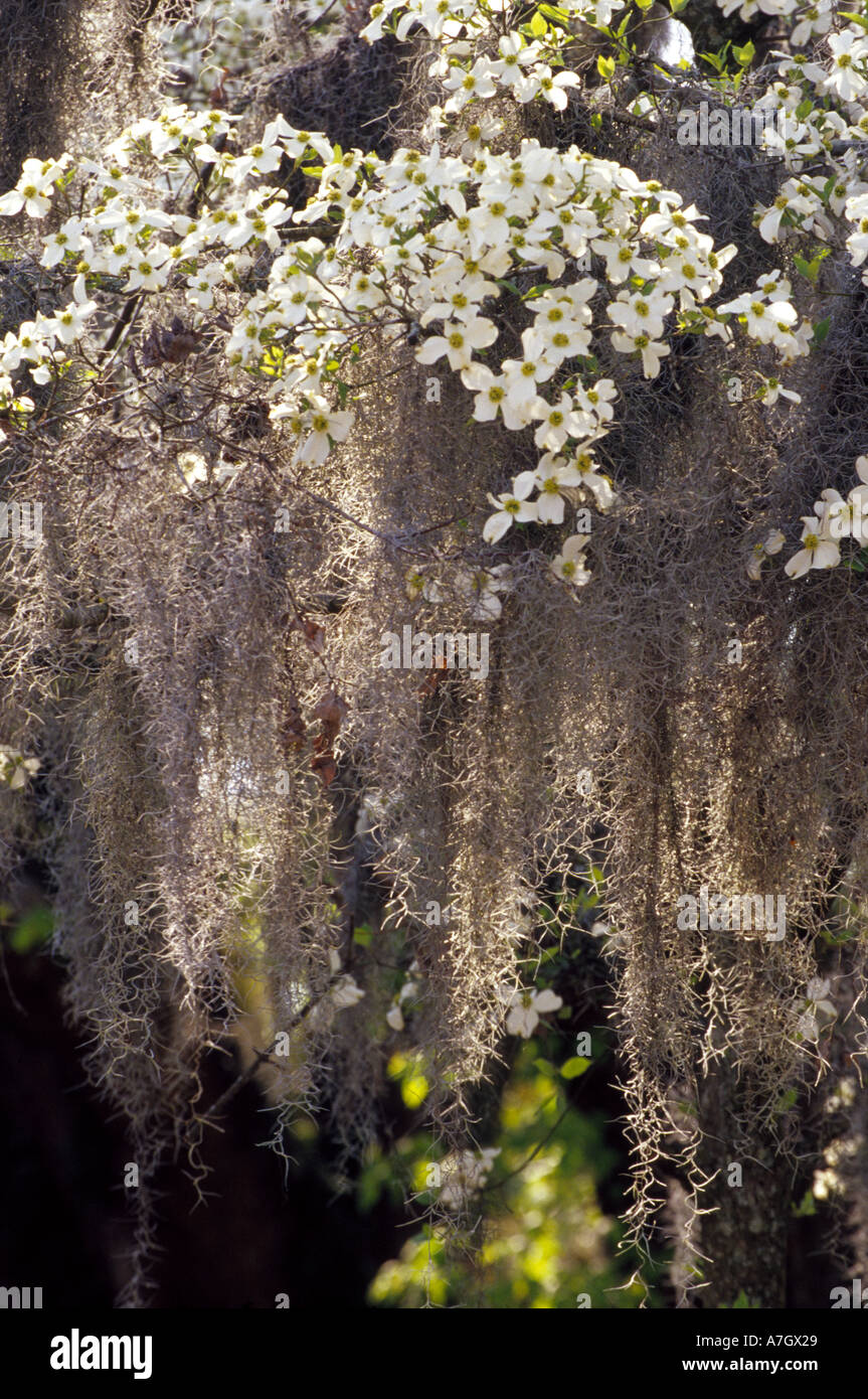 N.a. USA, Georgia, Savannah.  Spanisch Moos hängen von blühenden Hartriegels. Stockfoto