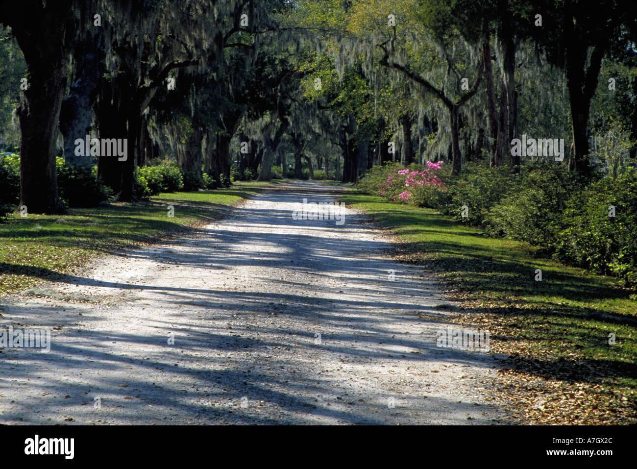 N.a. USA, Georgia, Savannah.  Straße durch Bonaventure Friedhof. Stockfoto