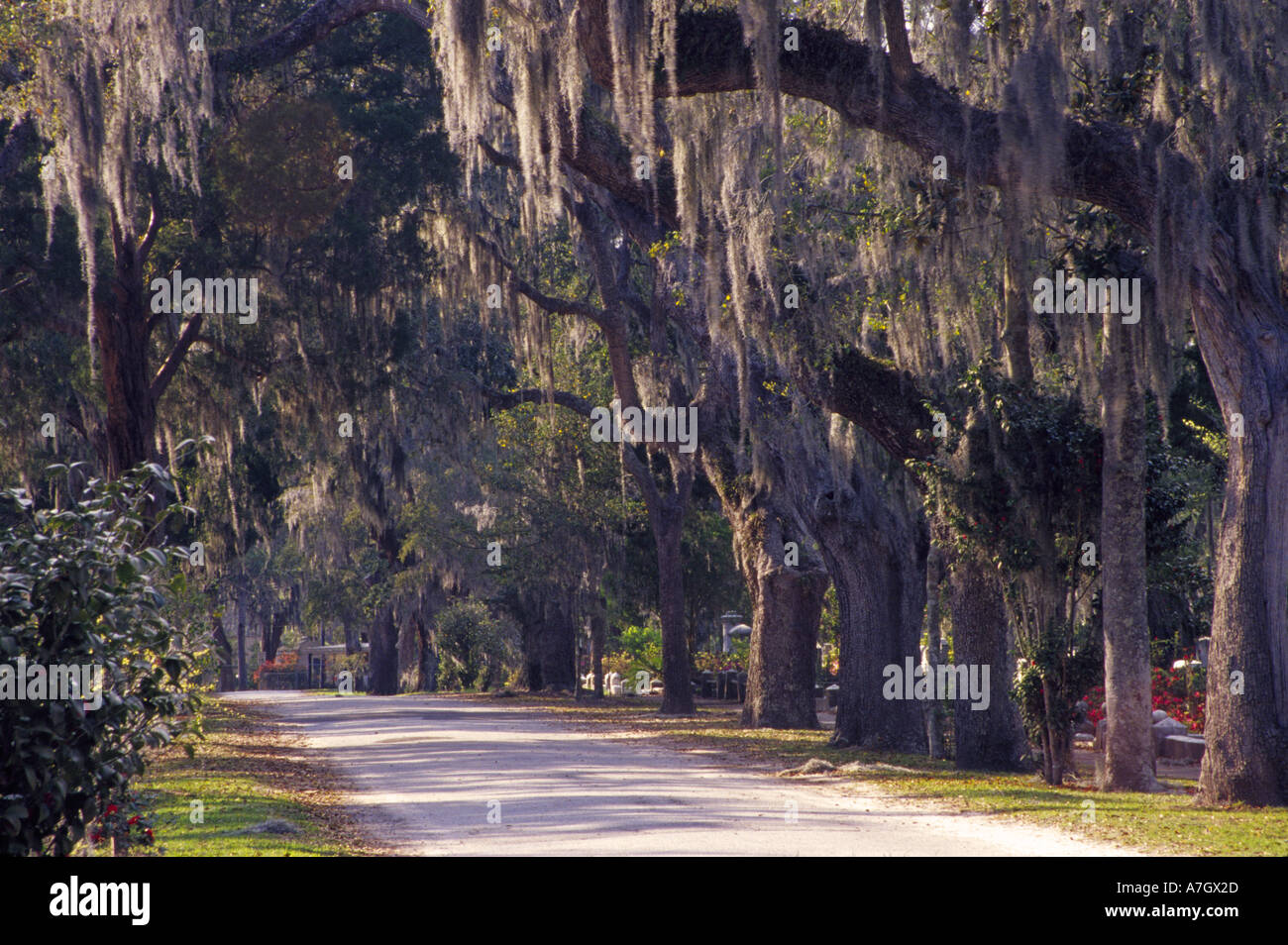 N.a. USA, Georgia, Savannah.  Straße durch Bonaventure Friedhof. Stockfoto