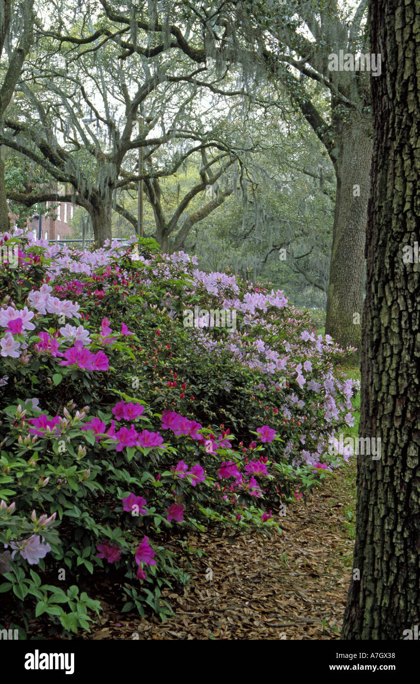 N.a. USA, Georgia, Savannah.  Azaleen blühen unter den Eichen & Spanish Moss. Stockfoto
