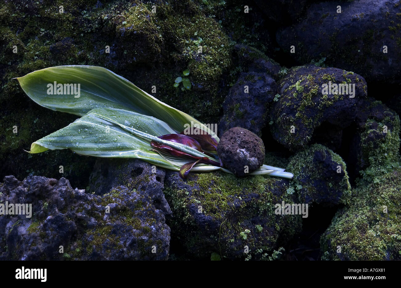 USA, Hawaii, Oahu, Nuuanu Valley.  Angebote in Kamhameha III Sommerhaus. Stockfoto