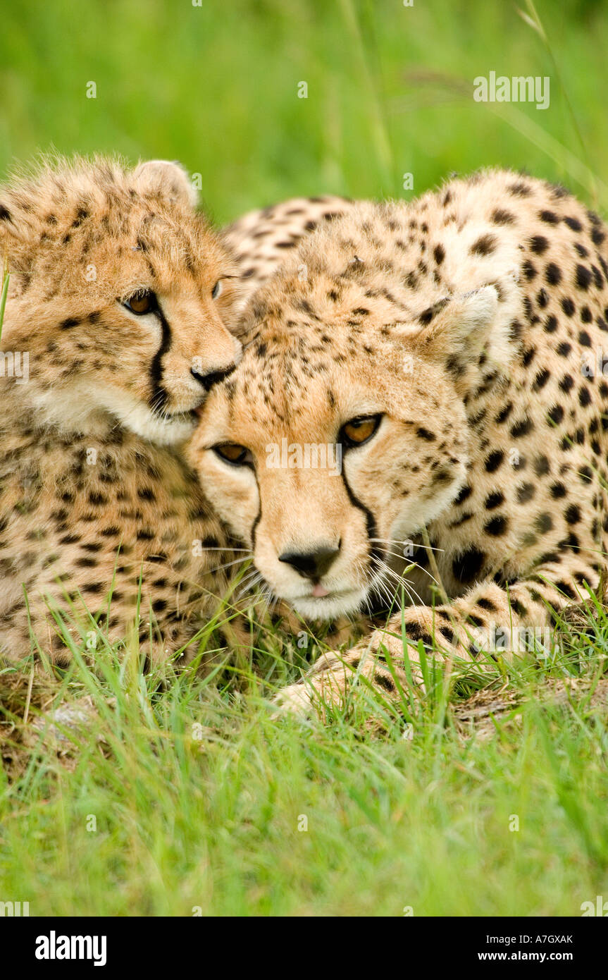 Mutter Geparden und Cub in Kenias Masai Mara Stockfoto