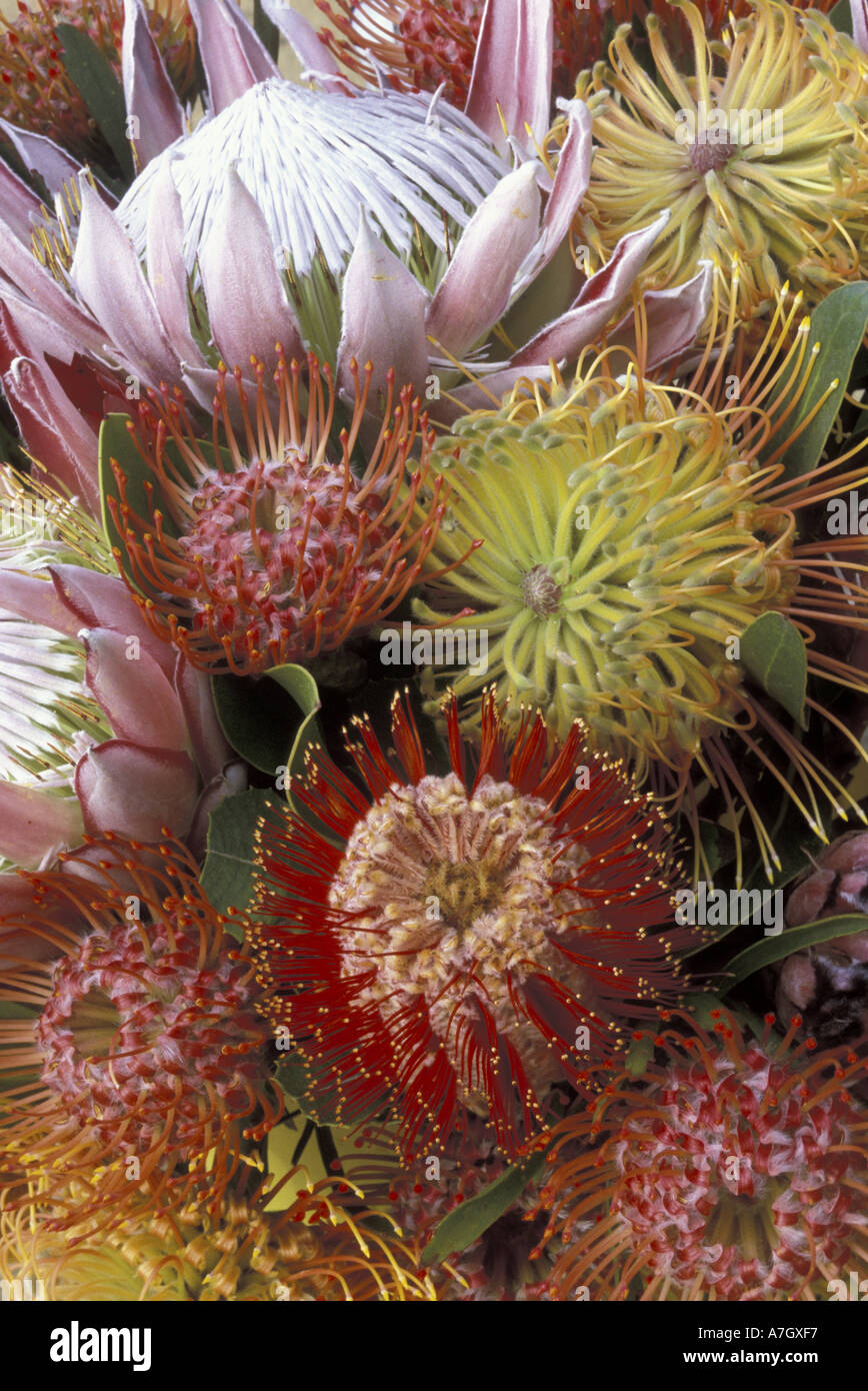 USA, Hawaii, Maui, Protea anzeigen Stockfoto