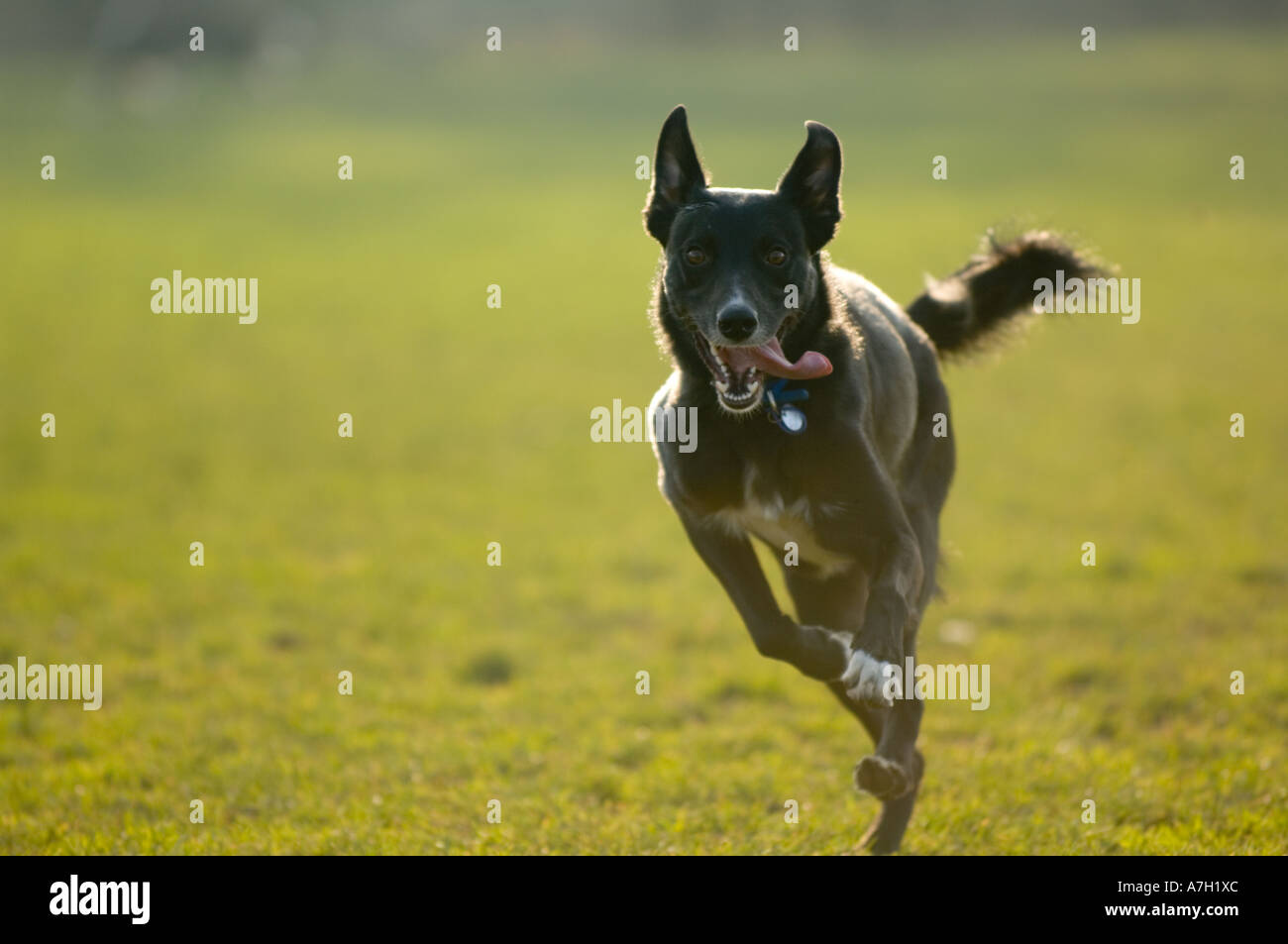 Schwarzer Hund läuft im Morgenlicht Stockfoto