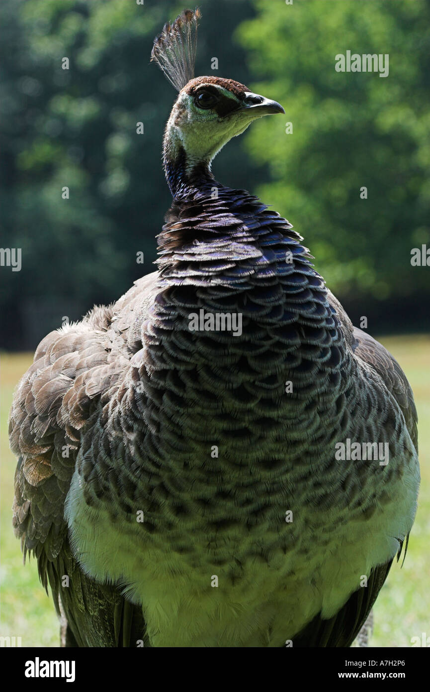 GEMEINSAMEN Pfauen weiblich oder PFAUENHENNEN Pavo Cristatus Brownsea Island Dorset UK Stockfoto