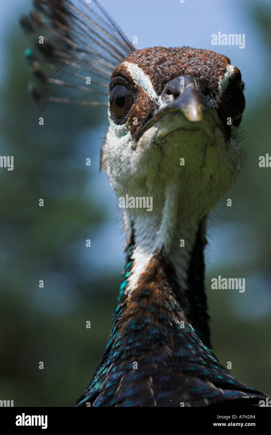 Weibliche gemeinsame Pfauen oder PFAUENHENNEN Pavo Cristatus Nahaufnahme des Kopfes Brownsea Island Dorset UK Stockfoto