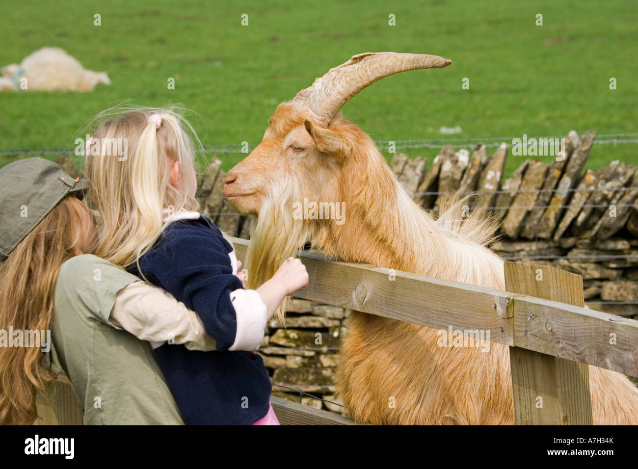 Junges Mädchen hebt blonde kurzhaarige Schwester zugeschnitten bärtigen Ziegenbock bei seltenen Rasse Vertrauen Cotswold Farm Park UK Stockfoto