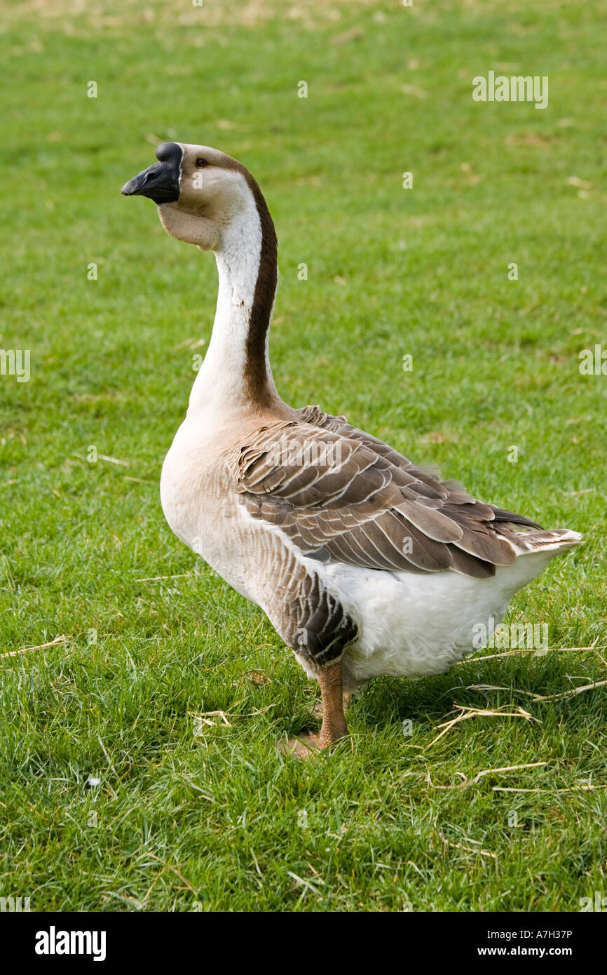 Chinesisch oder Schwan Gans Anser Cygnoides seltene Rasse Vertrauen Cotswold Farm Park Tempel Guiting in der Nähe von Stow auf die UK würde Stockfoto