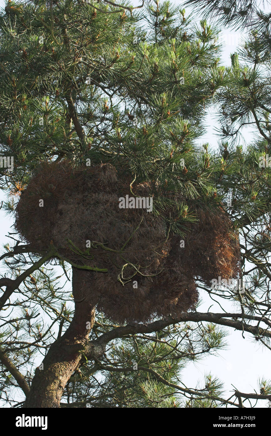 eichh-rnchen-drey-oder-nest-sciurus-vulgaris-in-maritime-pine-baum