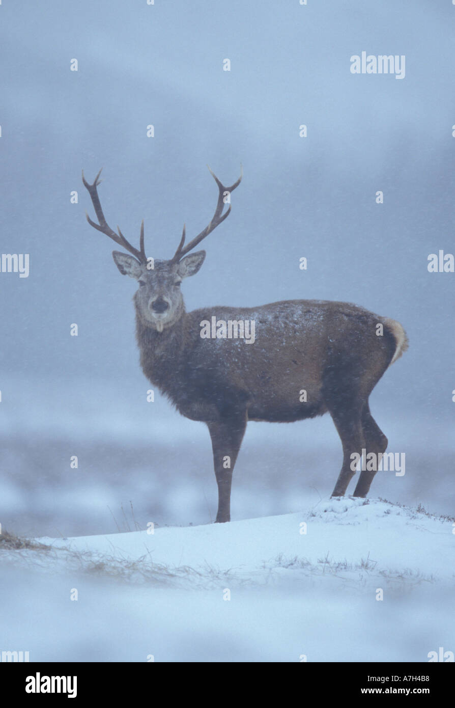 Rothirsch in einem Schneesturm Stockfoto