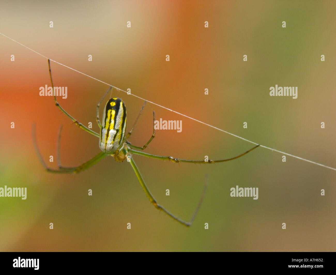 Nephila golden Silk Orb-Weaver weben Netto Stockfoto