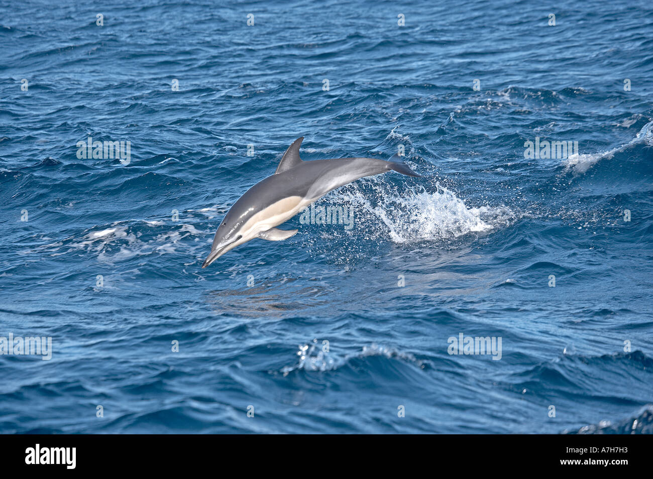 Ein einzelnes Delphin springen aus den Pazifischen Ozean, mit dem Boot zu bleiben Stockfoto