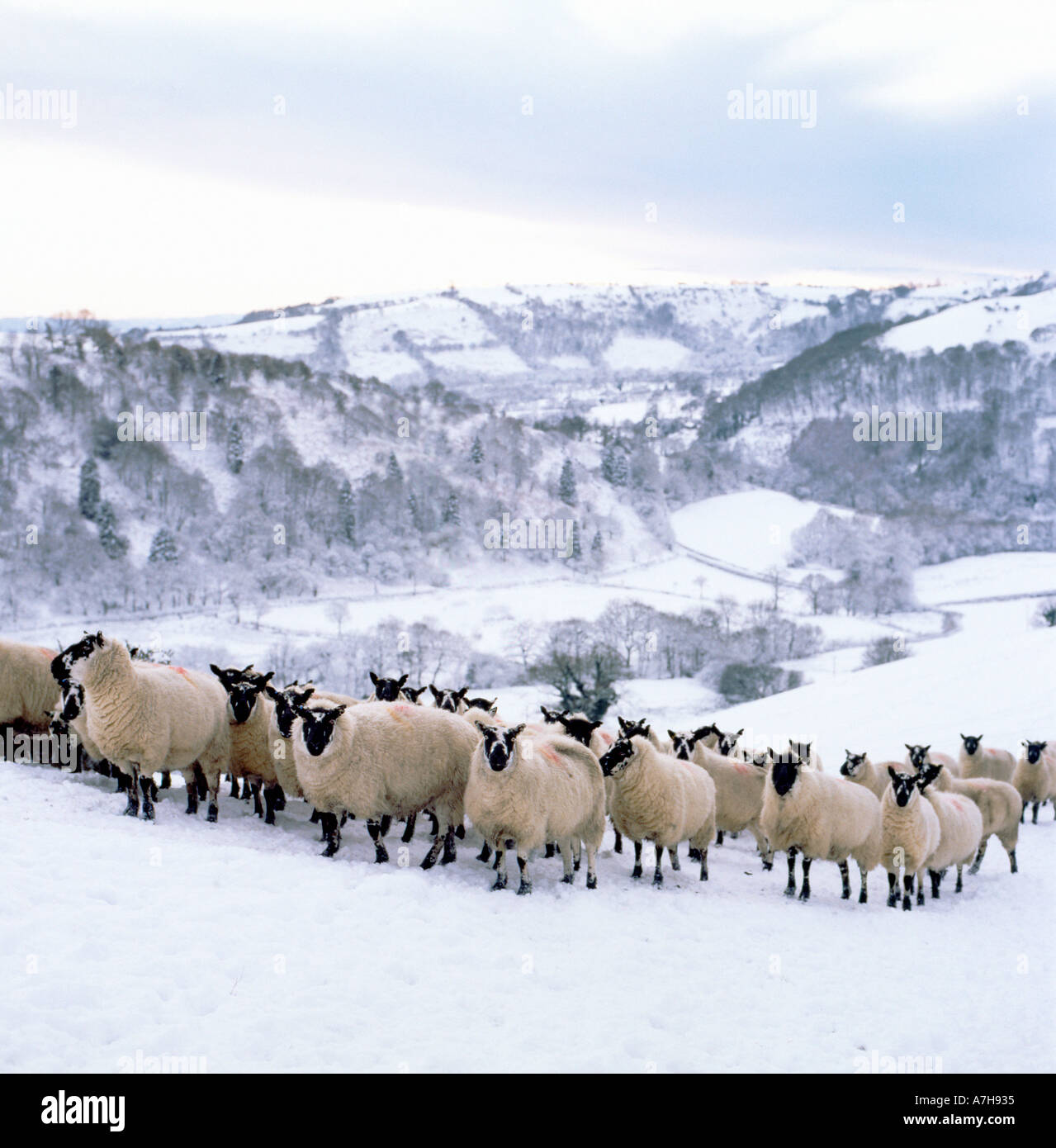 Beulah gesprenkelte konfrontiert Herde von Schafen auf einem Hügel Bauernhof im Schnee warten auf das Essen im Winter Llanwrda Carmarthenshire Wales UK KATHY DEWITT Stockfoto