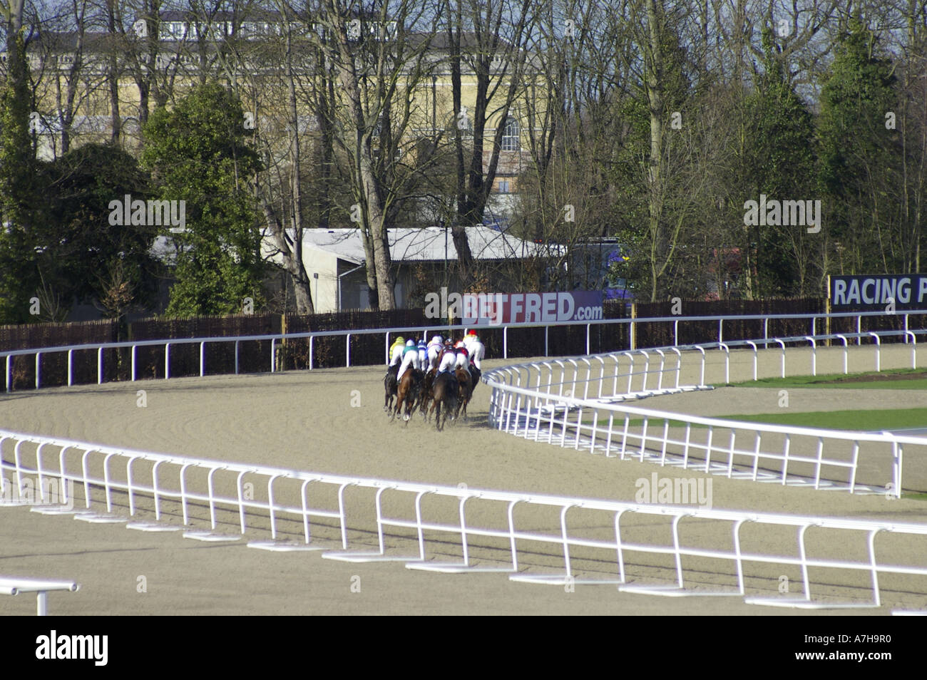 Pferderennen auf der Allwetter-Strecke in Kempton Park Stockfoto