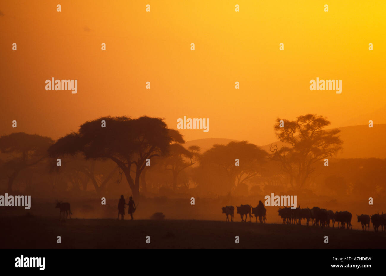 Maasai, die Bewachung der Rinderherden, Amboseli Nationalpark, Kenia Stockfoto