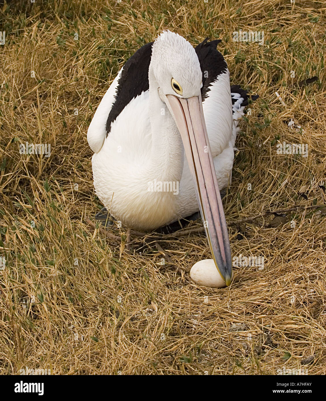 Australischer Pelikan Pelecanus Conspicillatus tendenziell Ei am Boden New South Wales Australien Stockfoto
