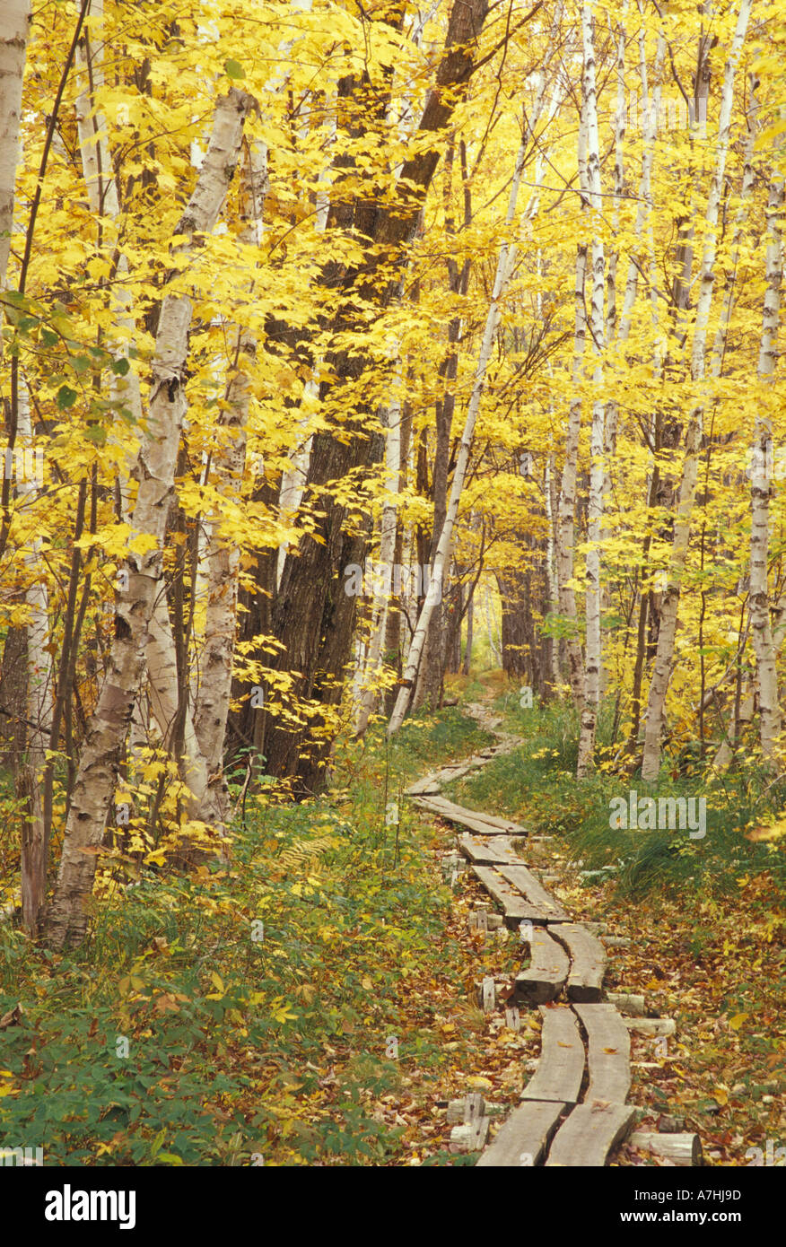 NA, USA, Maine, Acadia NP, Jessup Trail und Birke in Herbstfarben Stockfoto