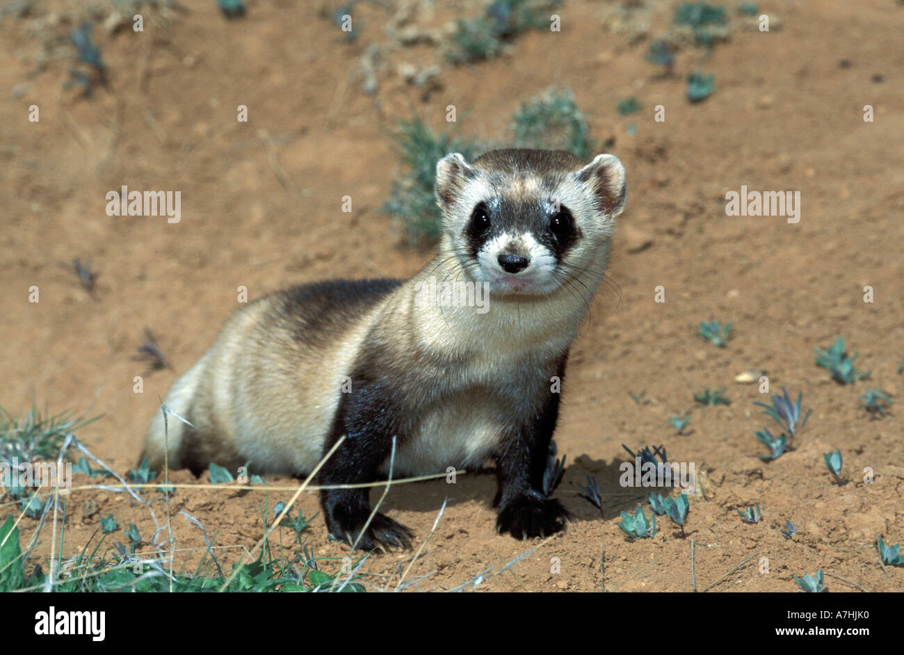 Schwarz – füßiges Frettchen Stockfoto