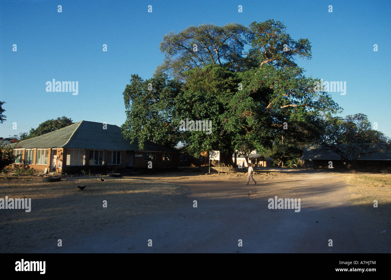 Feigenbaum, wo Livingstone und Jumbe trafen sich die Sklavenhändler, Stein Mission, Nkhotakota, Lake Malawi, Malawi Stockfoto