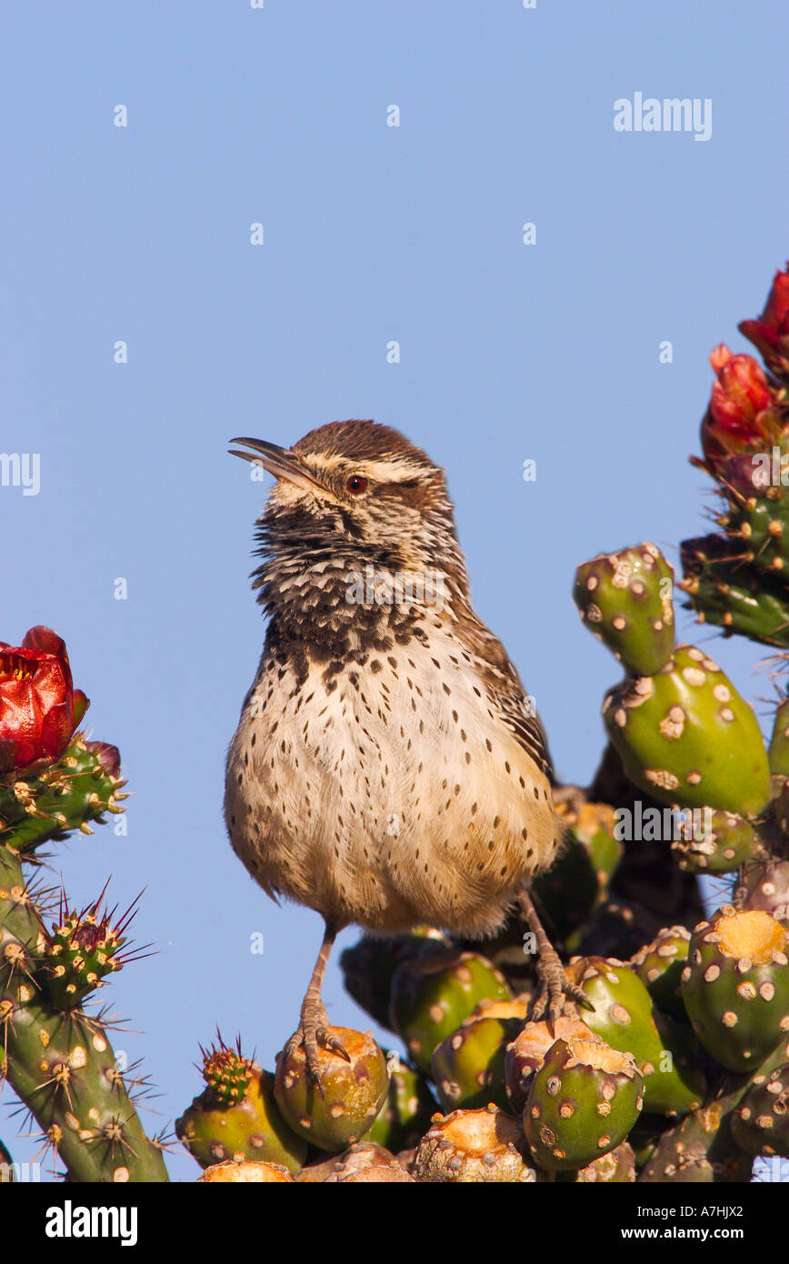 Cactus Wren Gesang von Cholla Kaktus blüht. Das Lied soll klingen wie ein 1955 Chevrolet Auto versucht zu starten. Stockfoto