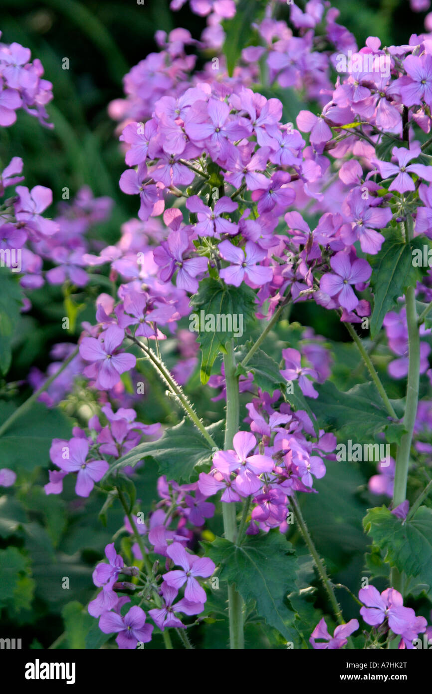 Morgenlicht Frühling fängt Lunaria Annua Ehrlichkeit Stockfoto Morgenlicht Frühling fängt Lunaria Annua Ehrlichkeit Stockfoto