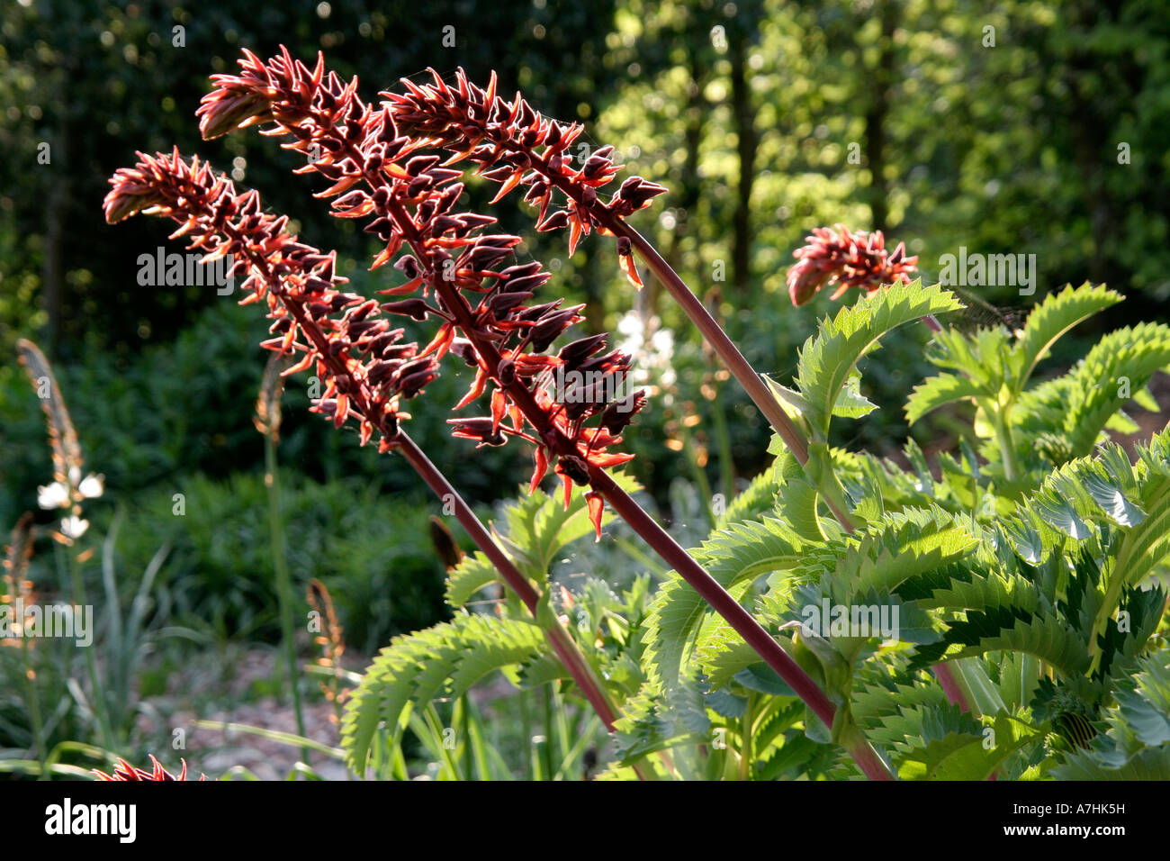 Melianthus major blühen im April in Holbrook Garten Devon Stockfoto