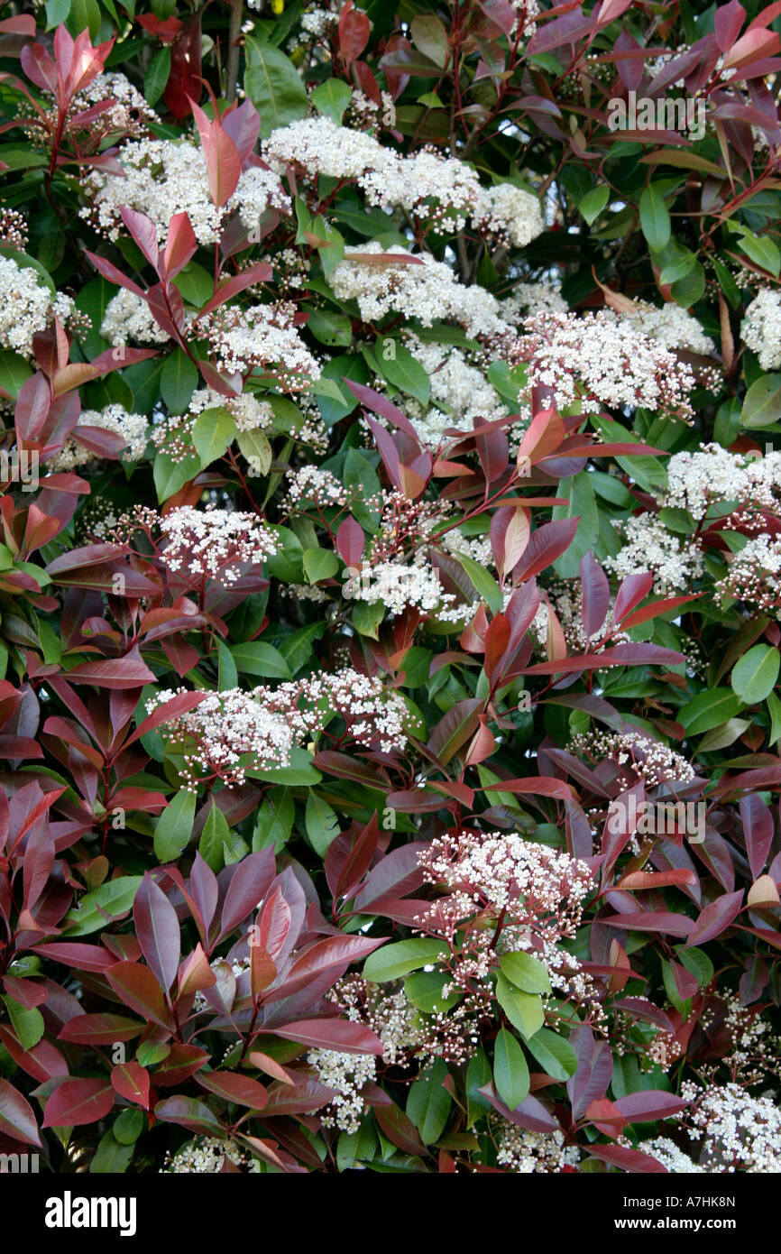 Photinia Red Robin ist immer gut mit den wrmeren Sommern blhen  Stockfotografie - Alamy
