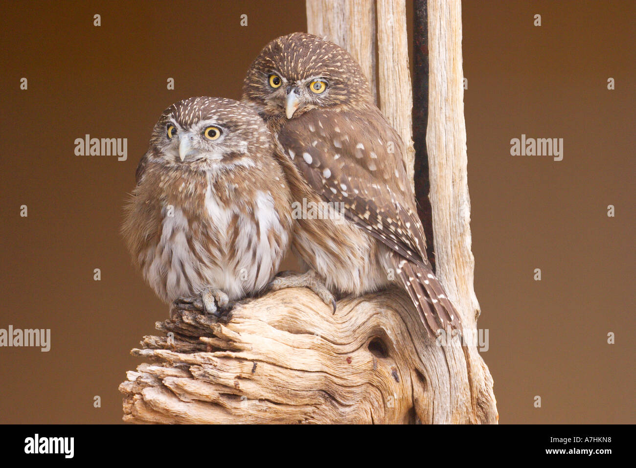 Saguaro cactus owl -Fotos und -Bildmaterial in hoher Auflsung  Alamy