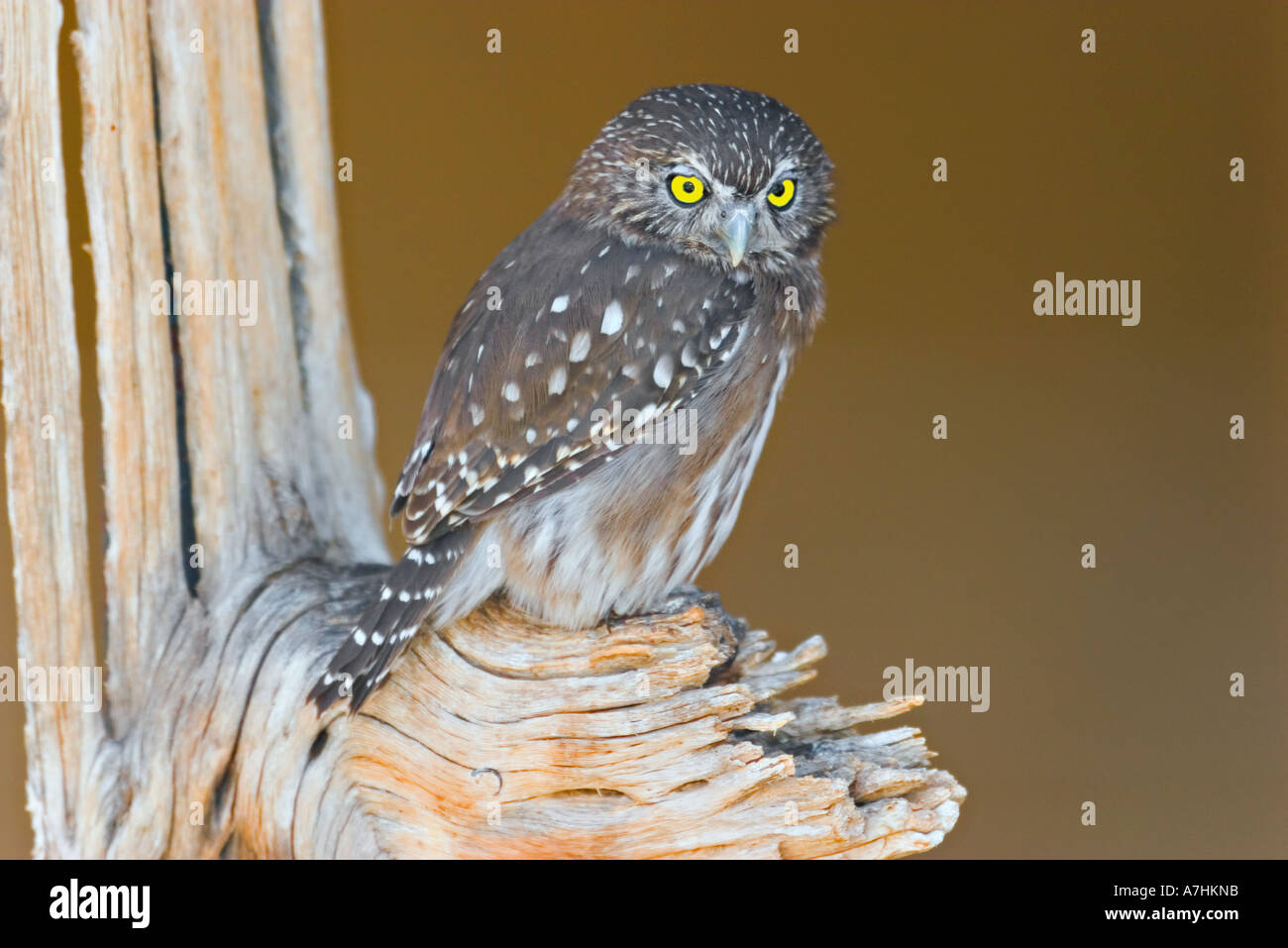 Eisenhaltige Pygmy Eule sitzt auf das Glied des Skeletts eines Saguaro-Kaktus. Stockfoto