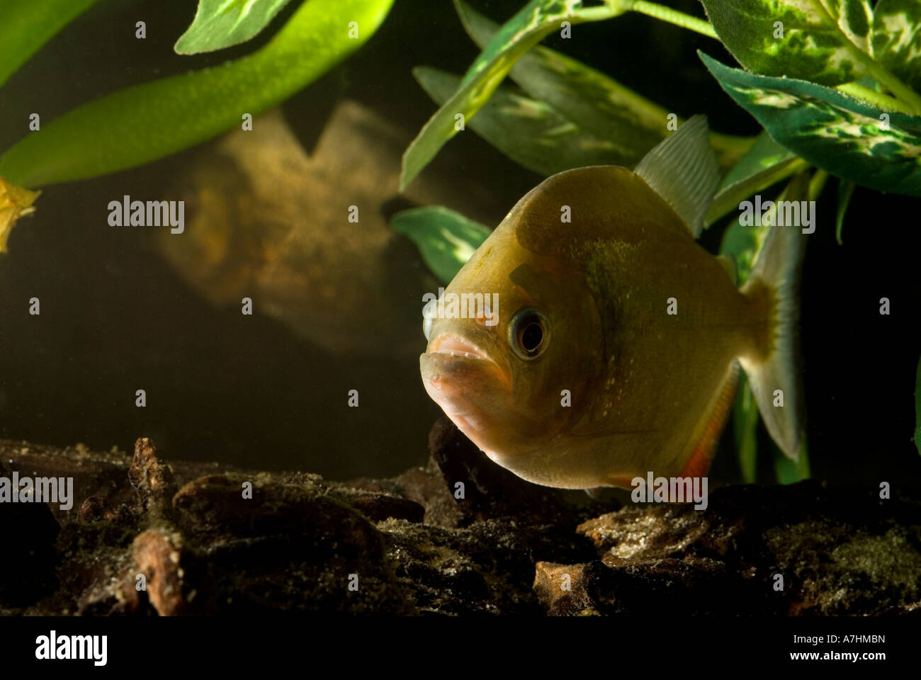 RED-BELLIED PIRANHA Rooseveltiella Nattereri oder Serrasalmus Nattereri (zuletzt Pygocentrus Nattereri) Stockfoto