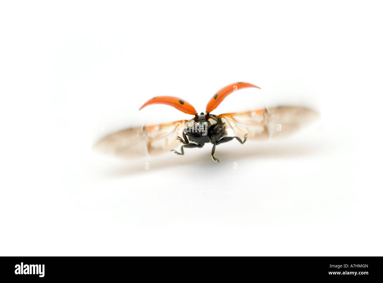 7-Punkt Marienkäfer sieben spot Ladybird im Flug Coccinella Septempunctata oder Coccinella 7-Trommler Stockfoto