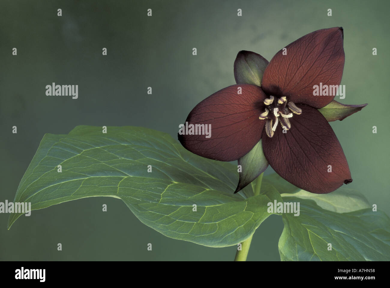 USA, Michigan, Port Huron lila Trillium (Trillium Erectum) Stockfoto