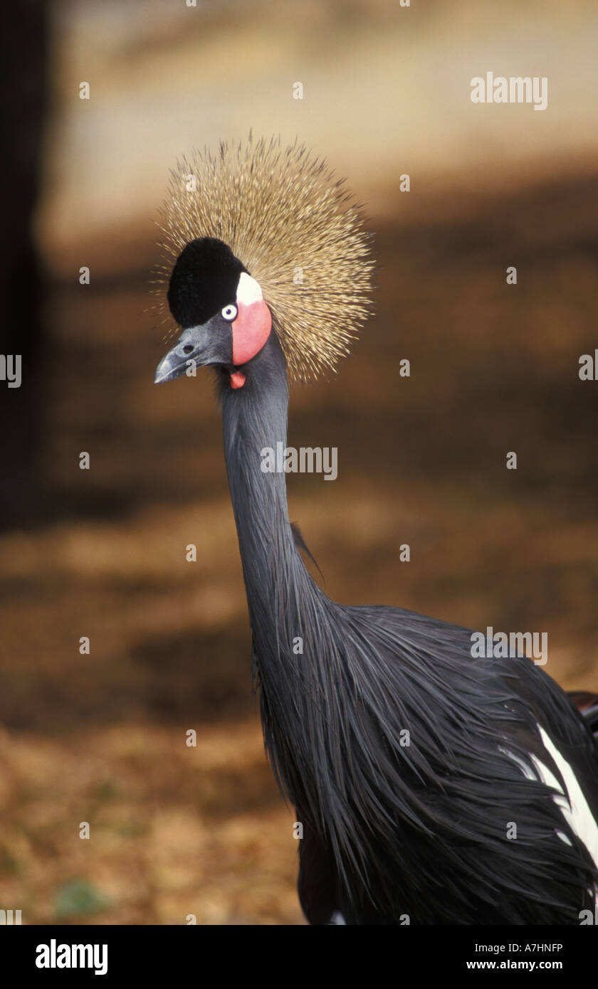 Schwarz gekrönt Kran Balearica Pavonina Réserve de Bandia Senegal Stockfoto