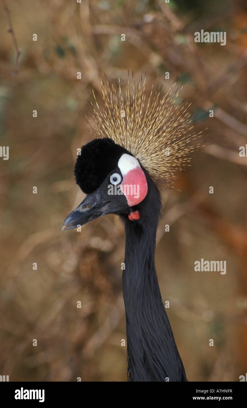 Schwarz gekrönt Kran Balearica Pavonina Réserve de Bandia Senegal Stockfoto