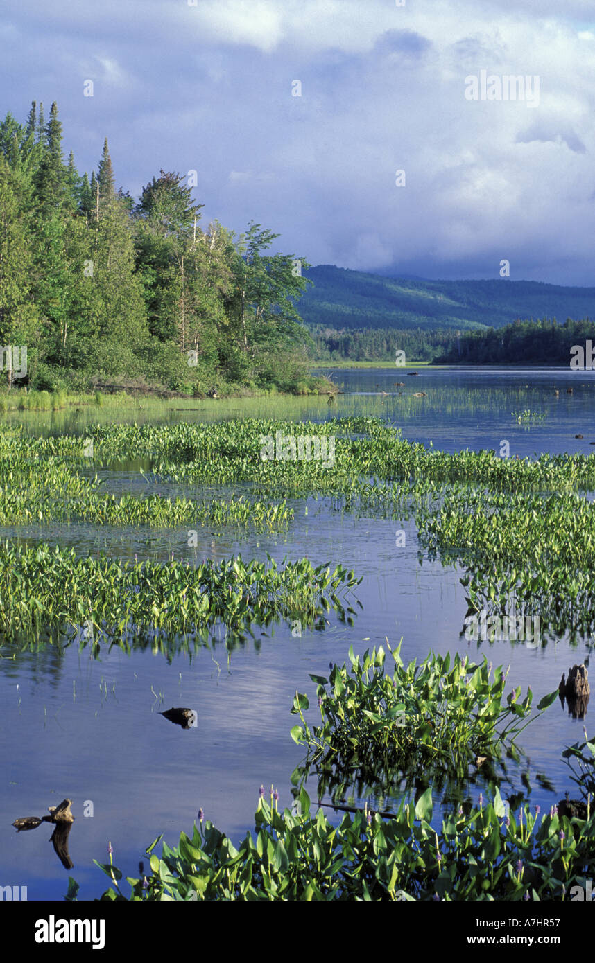 Nordamerika, USA, NH, Androscoggin River, Pontook Reservoir.  Pickerel Unkraut.  Northern Forest.  Sommer.  NH 16. Stockfoto