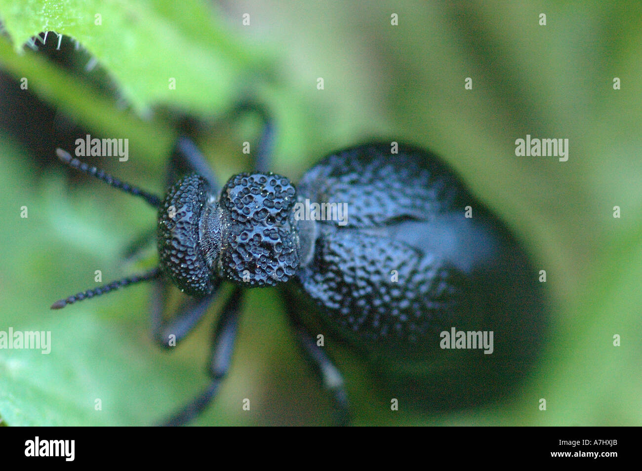 Schwarze Käfer Stockfoto