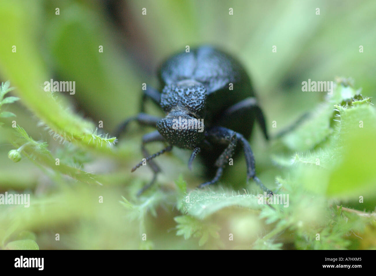 Schwarze Käfer Stockfoto