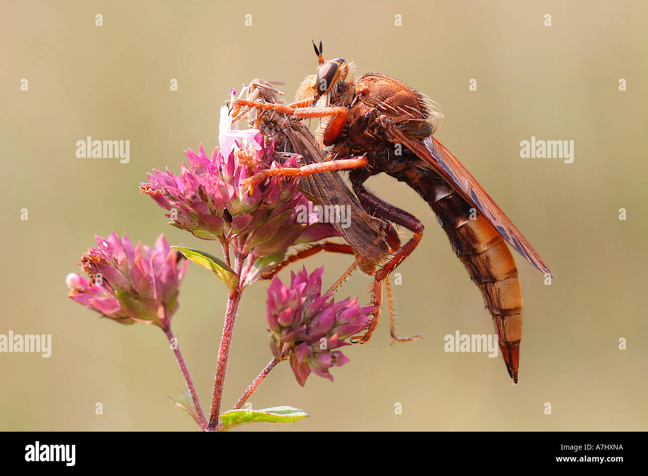 Hornet robberfly -Fotos und -Bildmaterial in hoher Auflösung – Alamy
