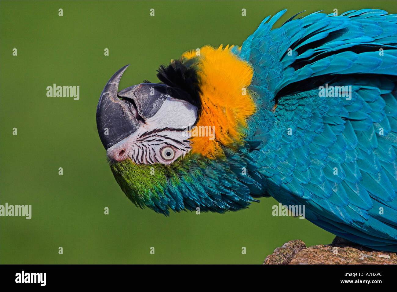 Blaue & Gold Macaw Stockfoto